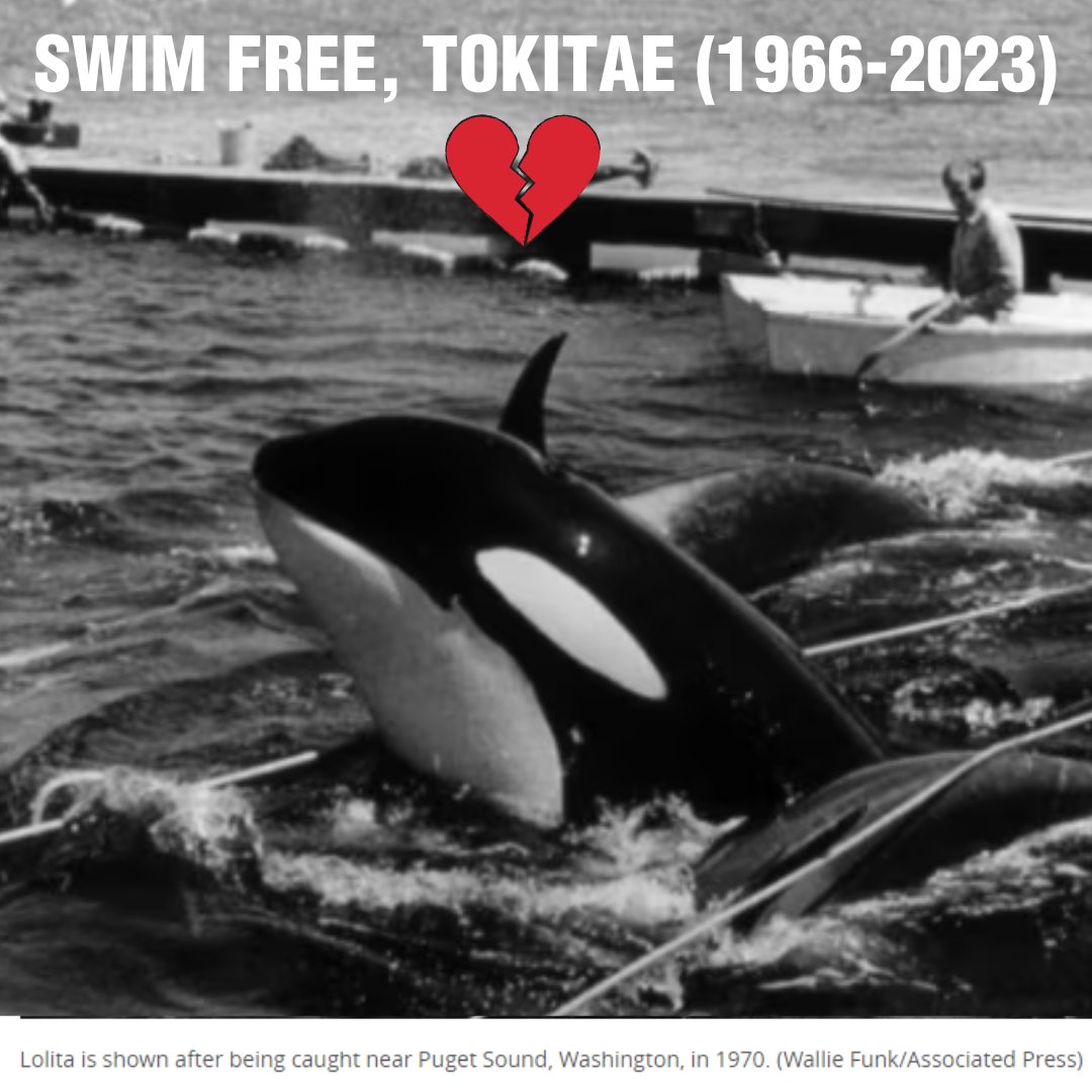 Our hearts are heavy with the news of Tokitae's (aka: Lolita's) passing today, ahead of her projected return home to the Pacific Northwest.