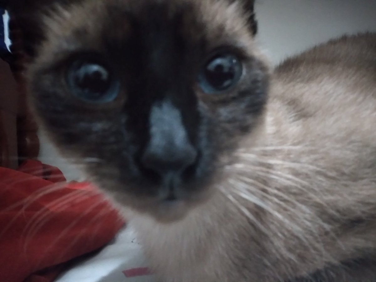 Emiessi | 🔻🇧🇷🏳️🌈 tweet media