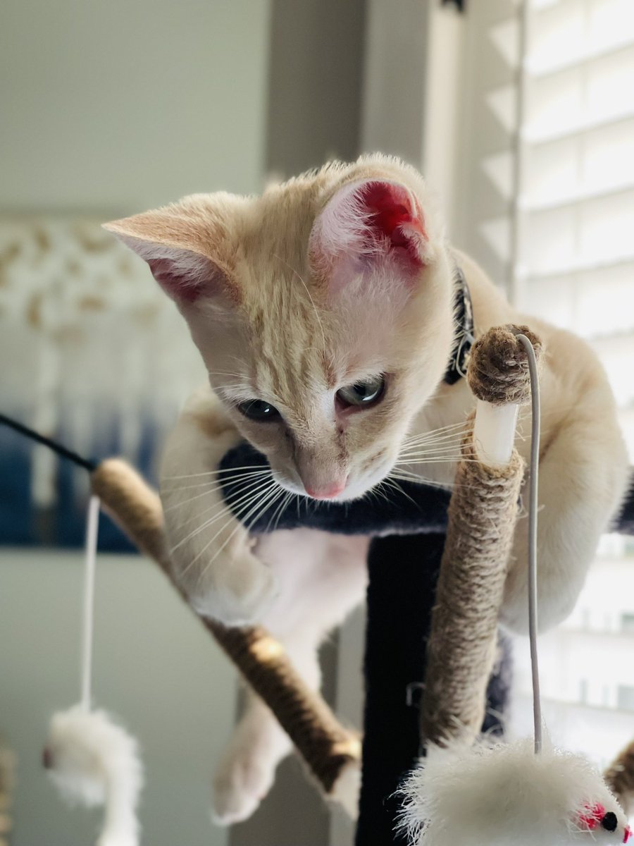 leisurelambie's tweet photo. You’ve purr-severed through the week and now it’s time to enjoy the #weekend.

#weekendmood #WeekendVibes https://t.co/HafYON9E8l