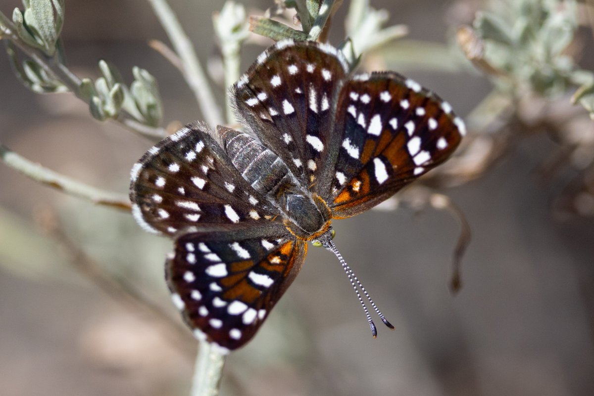 Mormon Metalmark - one of Canada's rarest butterflies. From BC's south Okanagan.