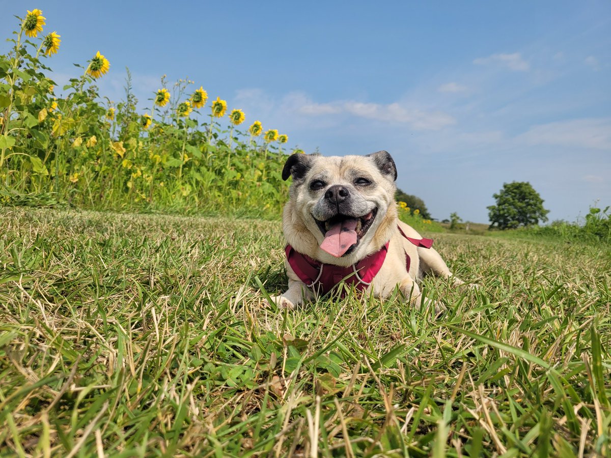 jweyers2's tweet photo. Juno and I have not been on many hikes this year with her cancer diagnosis and treatments.
But today, we went, and it was glorious!!! You can tell by her smile!!!
Put on your summer checklist β
οΈ Sunflowers π» Silverwood Park #danecountyparks https://t.co/IdmV9zUzl5