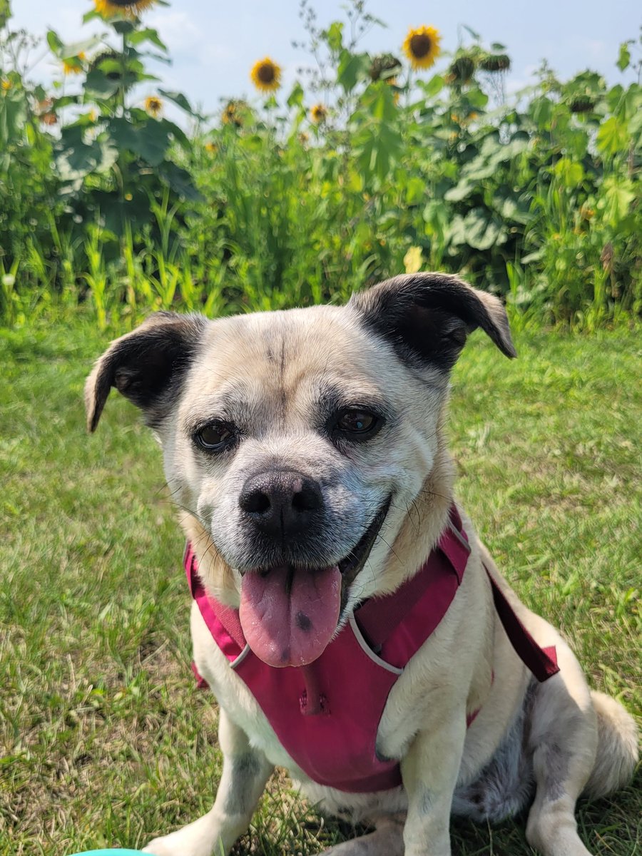 jweyers2's tweet photo. Juno and I have not been on many hikes this year with her cancer diagnosis and treatments.
But today, we went, and it was glorious!!! You can tell by her smile!!!
Put on your summer checklist β
οΈ Sunflowers π» Silverwood Park #danecountyparks https://t.co/IdmV9zUzl5