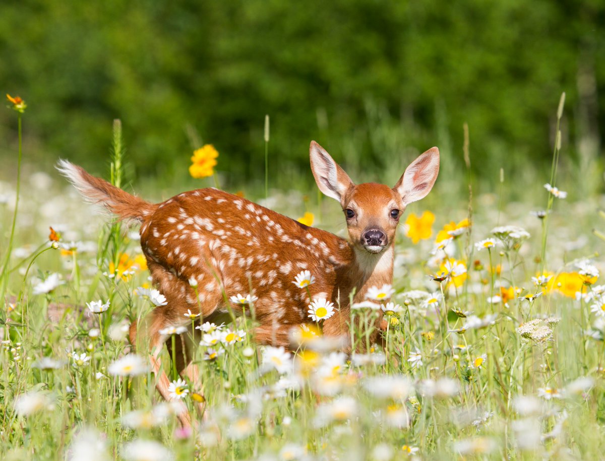 What a cutie! 🦌🌼 A white-tailed deer fawn rests in a meadow full of flowers. 📷: Ken Canning #Animals #Nature