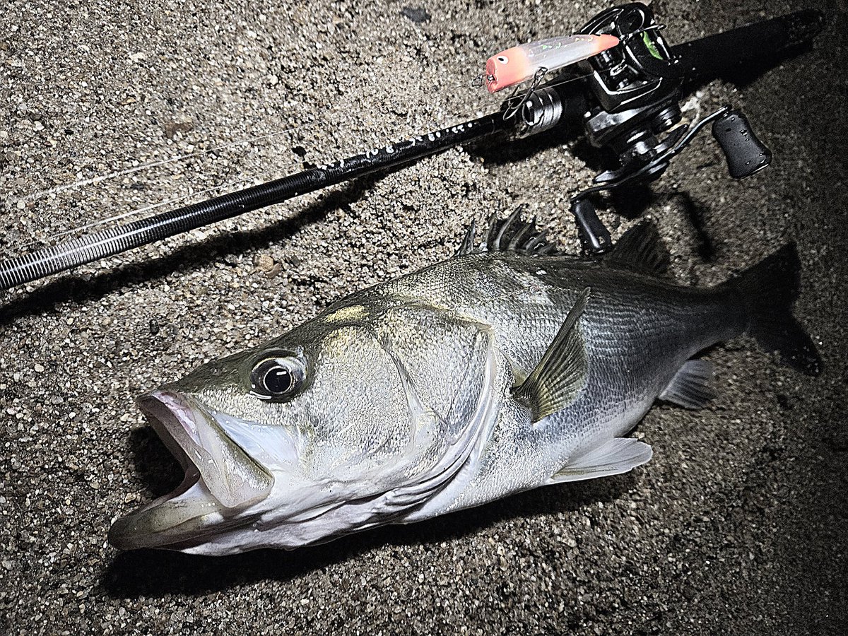 0731Fish's tweet photo. 台風後に水が良くなりすぎて酸欠ボラが激減しトップが機能せん…
名作TKLMをごりごり動かして元気なイナッコを演出したらコンディションのいい元気な一本♪
藪のガサ音にビビリながら釣りしたかいがありました✨
#Fishman #80L
#タックルハウス #TKLM90
#シーバス https://t.co/9IGmEZiXUG