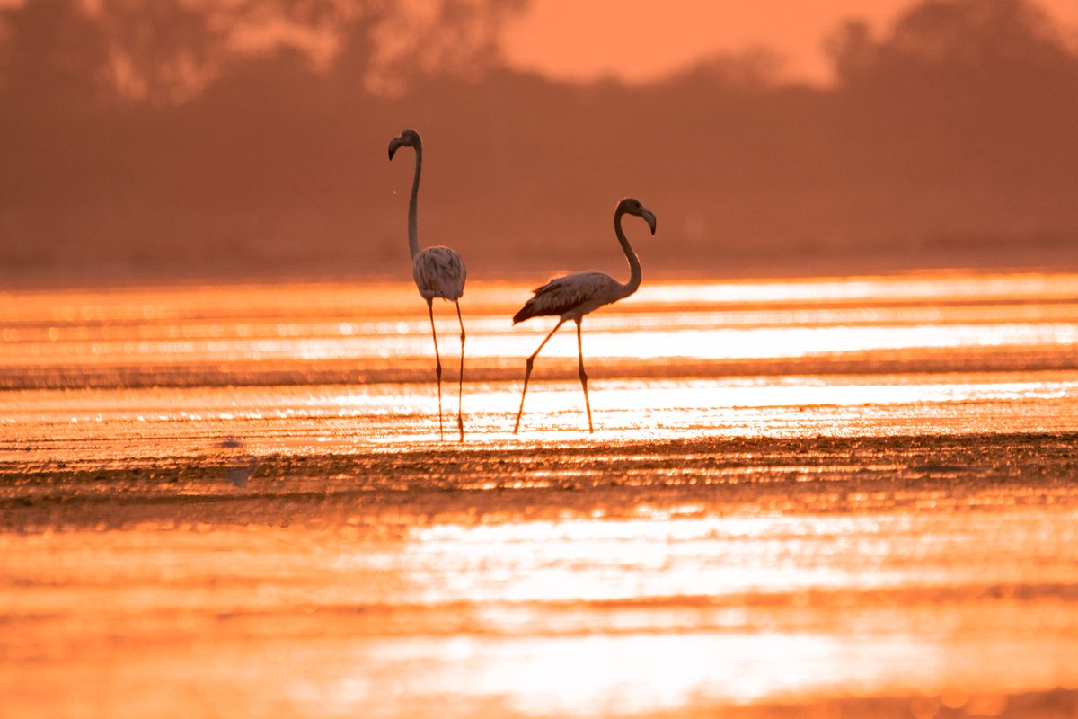 yamini_speaks's tweet photo. These are the type of scenes we can watch in Pulicat Lake, which invites a number of bird watchers from India and abroad. One of the best attractions for tourists during the migrating season. Think before you act. #StopAdaniSavePulicat https://t.co/8AS3Dm0a5O