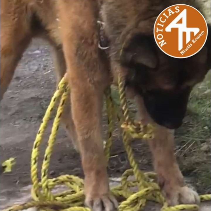 DefensaAnimal's tweet photo. 🧵👉🏻🚨 Otra vez #MaltratoAnimal en #NicolasRomero #Edomex 
El único error de Kuko fue entrar a los condominos de Aguiluchos Num 13; él era perrito de asistencia de un hombre ciego, y a su vez Kuko padecía epilepsia.

#TodaVidaVale

@ArmandoNLop
@GobiernoNicolas
@Sergio_GarSosa https://t.co/o6NSdvc0QJ