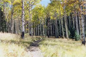 Kachina Trail is a 10.2 mile heavily trafficked out & back trail located near Flagstaff that features beautiful wild flowers and is rated as moderate in difficulty level. The trail is primarily used for hiking and bird watching. hil.tn/b8biyl