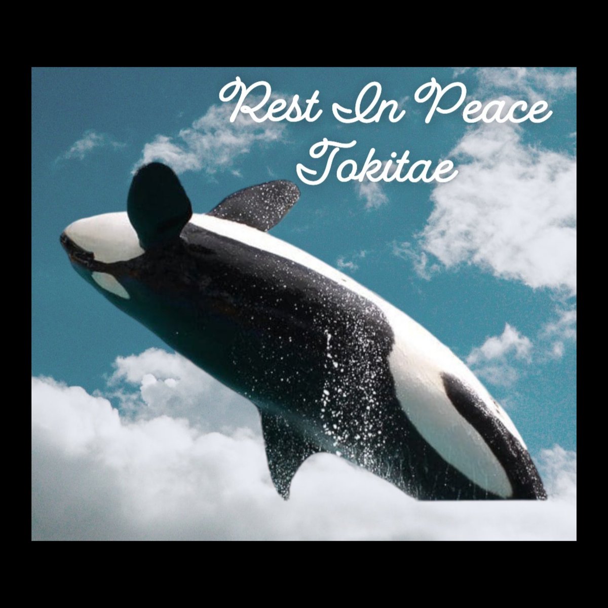 I never thought I would be making this post. Today we lost Tokitae/Lolita. Toki, you were loved by so many and you will always be in our hearts 💔 
#Tokitae #toki #Lolita #restinpeace #swimfree #killerwhale #orca