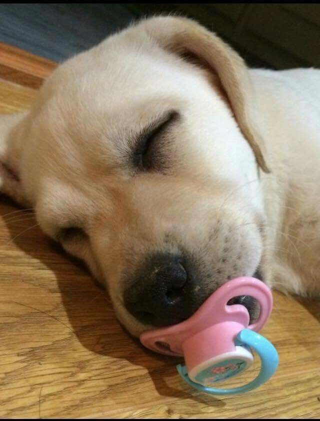 💖 (@twaniimals) on Twitter photo 