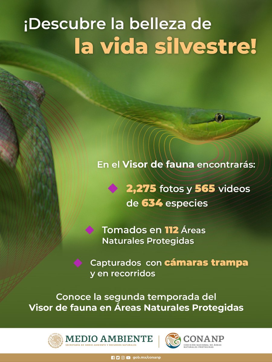 #FelizSábado Conoce la diversidad de animales que viven en las #ÁreasNaturalesProtgidas de 🇲🇽 en nuestro #VisorDeFauna. 💚✨ Da clic y disfruta de la segunda temporada ➡️ bit.ly/43tgZPR #ConservarParaVivir 🐦🐍🐒🐳🐆🦩🐇🦎🦅🦊🐚🐬🐠🪸