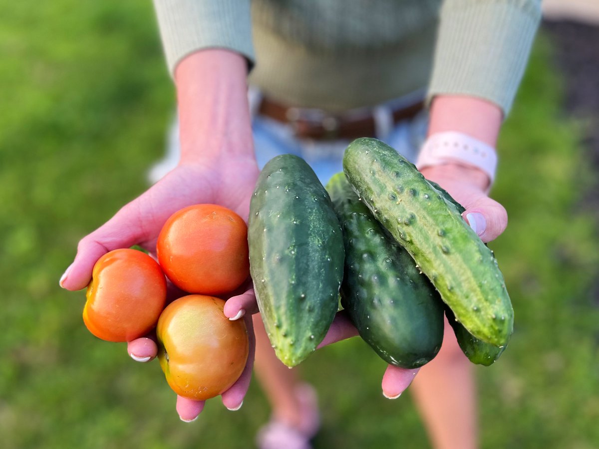 jenkovalov's tweet photo. Just harvested these beauties from our backyard garden. π #LateAugust #Michigan #APE #HomeGarden https://t.co/PIPLeV42Ep