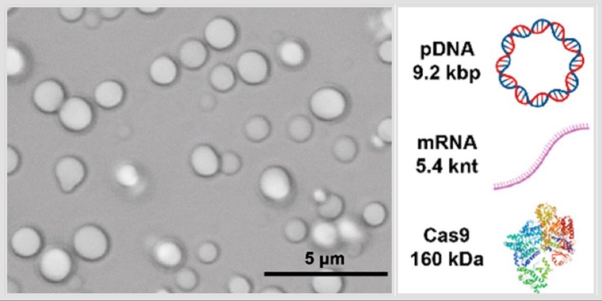 One ring to rule them all. 

A single peptide delivers DNA, mRNA, or CRISPR Cas9 ribonucleoprotein better than lipofectamine 2k, 3k, CRISPRMax. More efficient gene editing. 

pubs.acs.org/doi/abs/10.102…

Nice collab with <a href="/BbmlNtu/">BBML_NTU</a>!