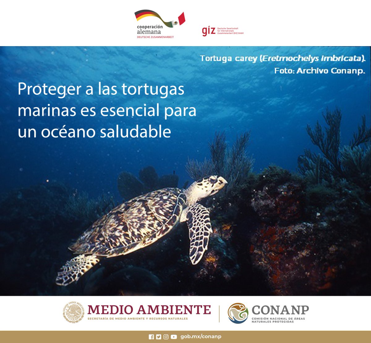 La temporada de apareamiento de la tortuga carey en el #CaribeMexicano es de abril a agosto. 🐢 Si conduces en lancha durante esta temporada, recuerda reducir la velocidad para evitar lastimar a esta especie. #SomosCaribeMexicano 🐢🌊🌿🏝️🦀🐙🐠🐚🚤