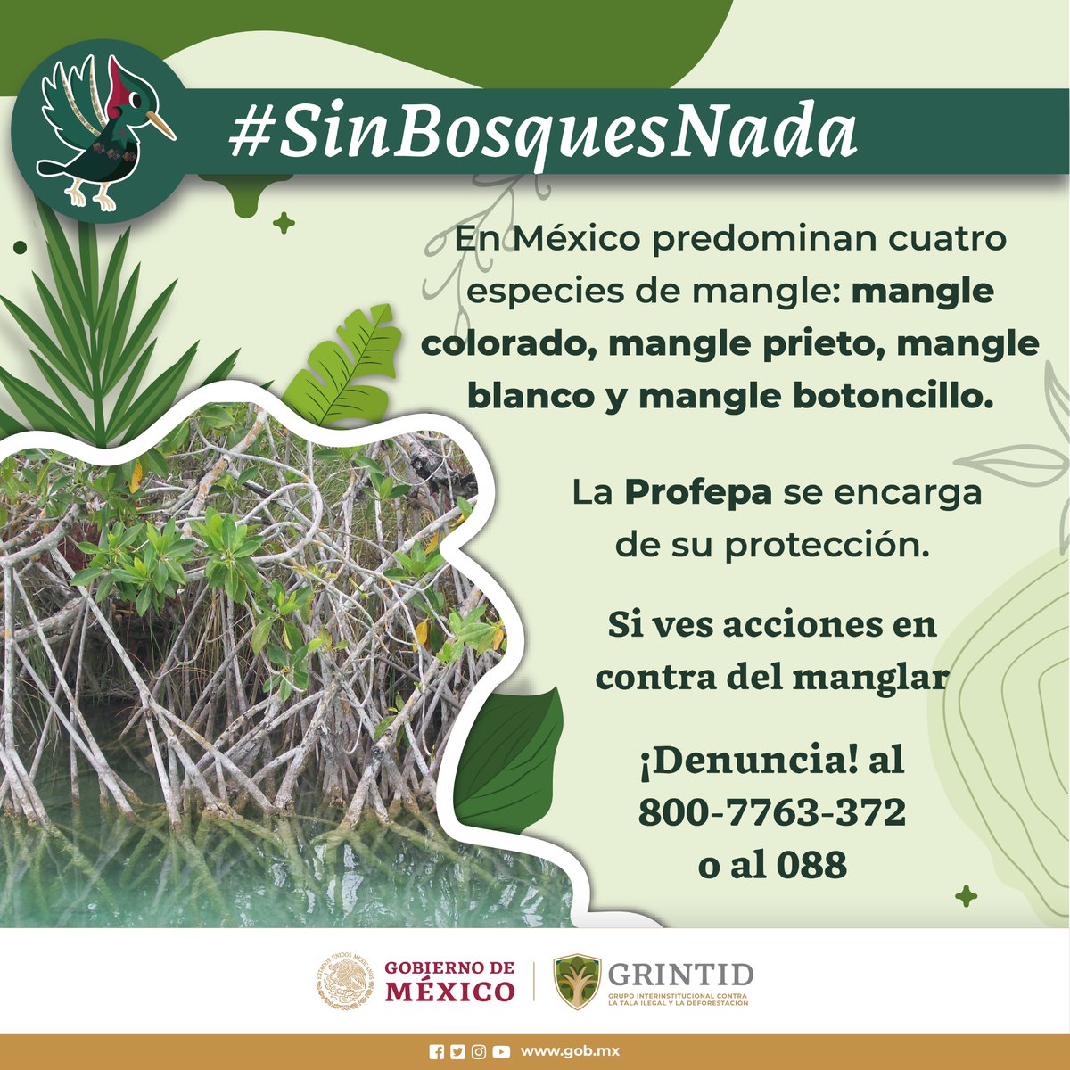 Los manglares son especies de árboles de origen terrestre que se han adaptado para sobrevivir en ambientes inundables. En 🇲🇽 encontramos mangle rojo, negro, blanco y botoncillo. ¡Protegerlos es tarea de todas y todos! #ConservarParaVivir #SinBosquesNada 🌳🐠🌿🌊🦀🐊🐦🦎🐢🪱🕷️