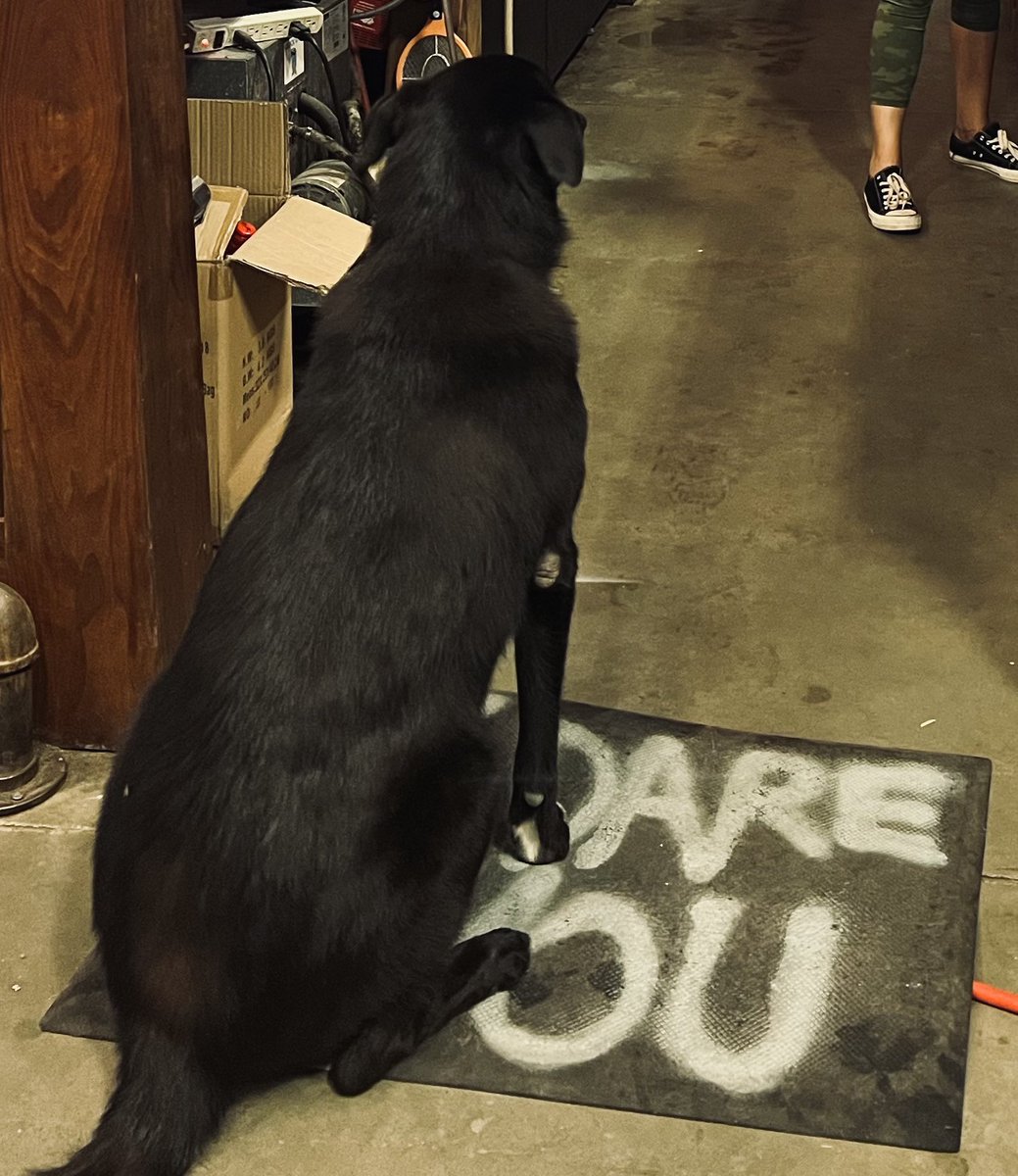 Innocente_Brew's tweet photo. If anyone knows Lisa, you will have to agree this is her new favourite customer.    #dogs #bardogs #craftbeer https://t.co/LUedjN3aEg