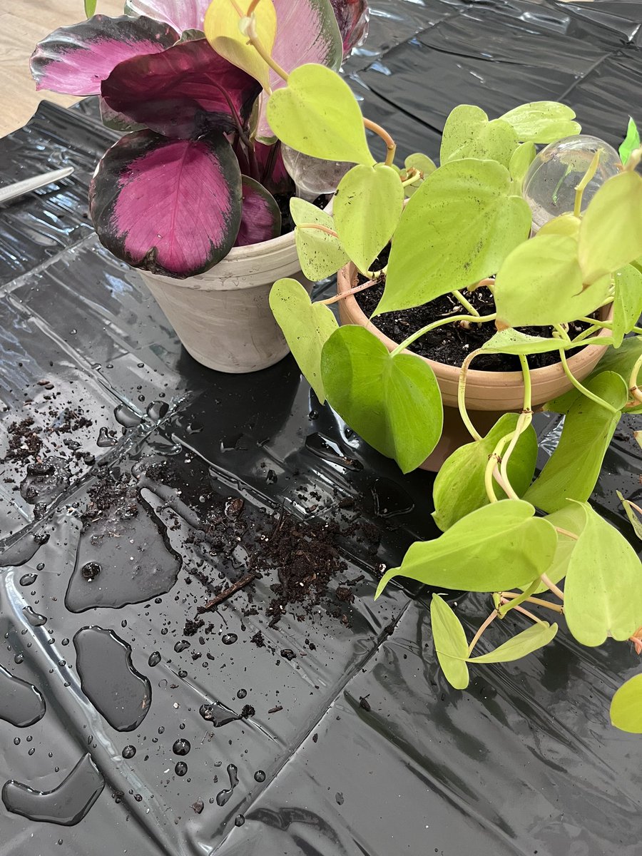 taiquancoleman's tweet photo. Repotted my chir’run 🌱 #plantpapi https://t.co/Bfq0tx2b3b