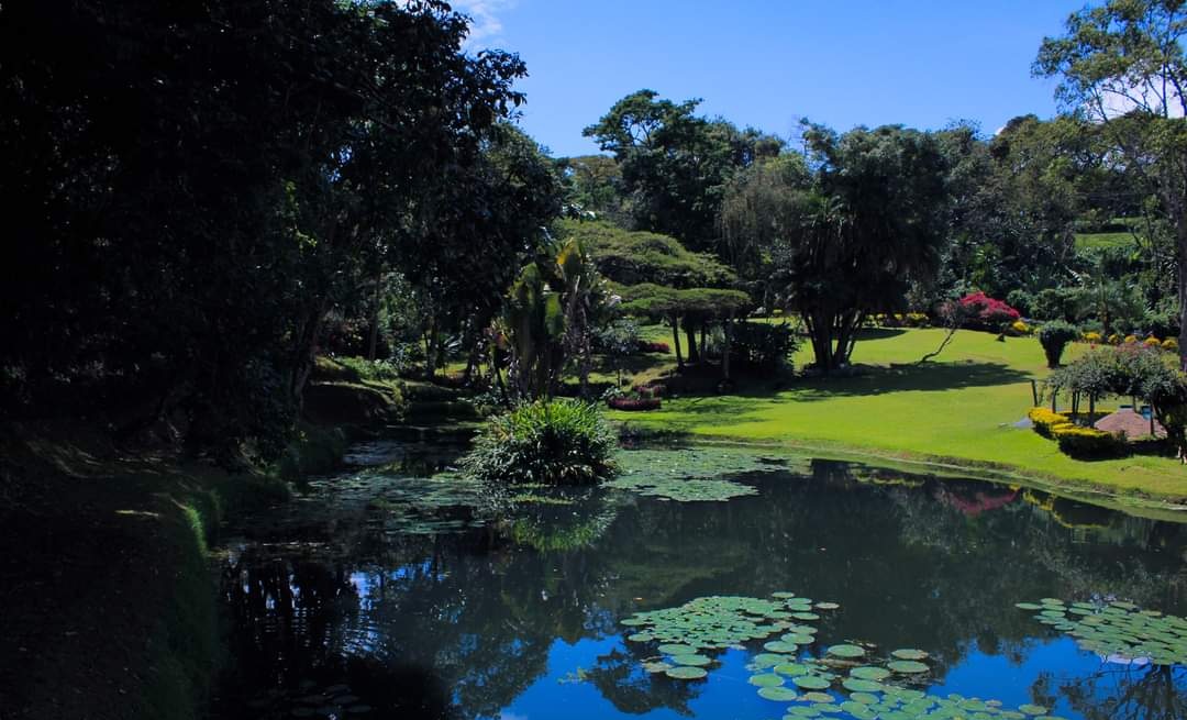 DaviesKinanga's tweet photo. For those asking there are quite a number of activities to do at Kapsimotwa Gardens

1. Sport Fishing
2. Camping
3. Hiking
4. Tour of Tea Plantations
5. Visit Koitalel Arap Samoei’s grave
6. Picnicking

Check out the full list 👉 https://t.co/zTxM9OS2kK https://t.co/qXM5EwaZAL