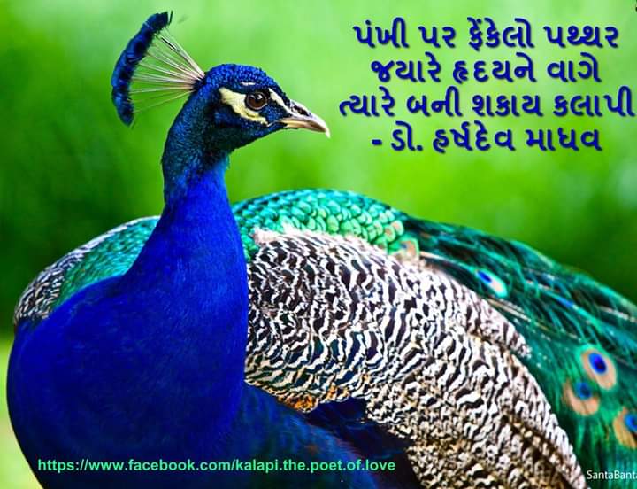 1011Jigar's tweet photo. પંખી પર ફેંકેલો પથ્થર જયારે
હૃદયને વાગે ત્યારે બની શકાય કલાપી !
- ડો. હર્ષદેવ માધવ..
#kavikalapi
#kalapi150years https://t.co/73lQZHOZJf