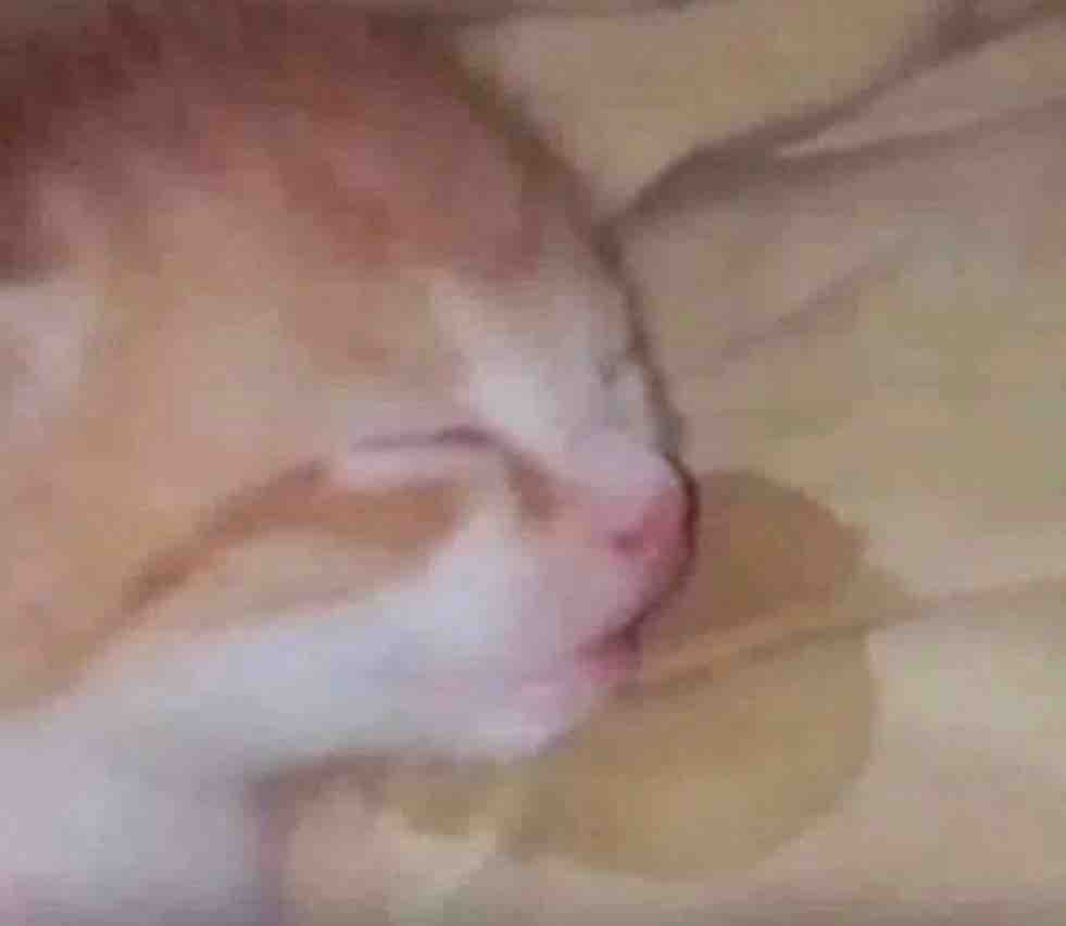 Alguien: te debes ver bien sexy durmiendo

Yo durmiendo: