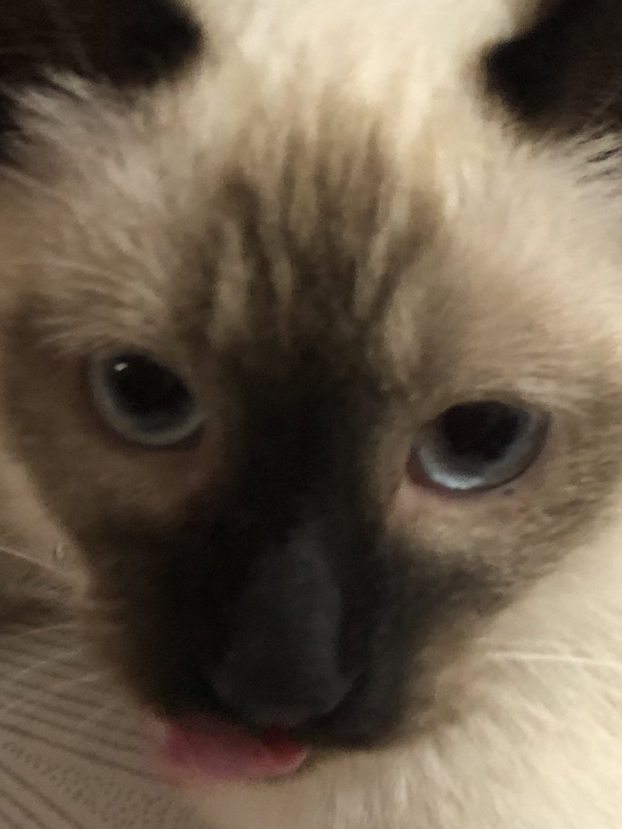 AleDraws_'s tweet photo. Ahora soy madre...
De otra bola de pelos pero gatuna 🐱❣️ https://t.co/AomYoLwEJk