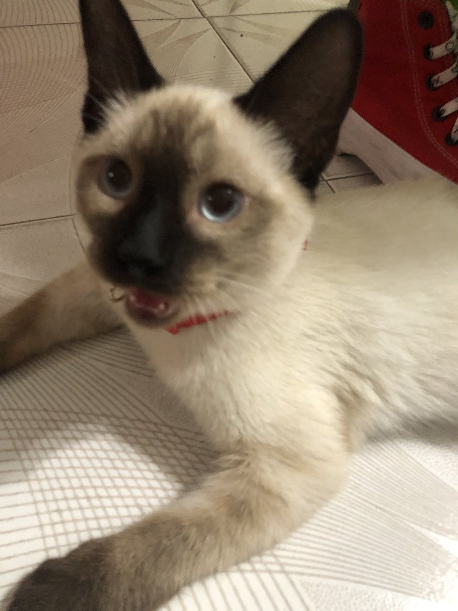 AleDraws_'s tweet photo. Ahora soy madre...
De otra bola de pelos pero gatuna 🐱❣️ https://t.co/AomYoLwEJk