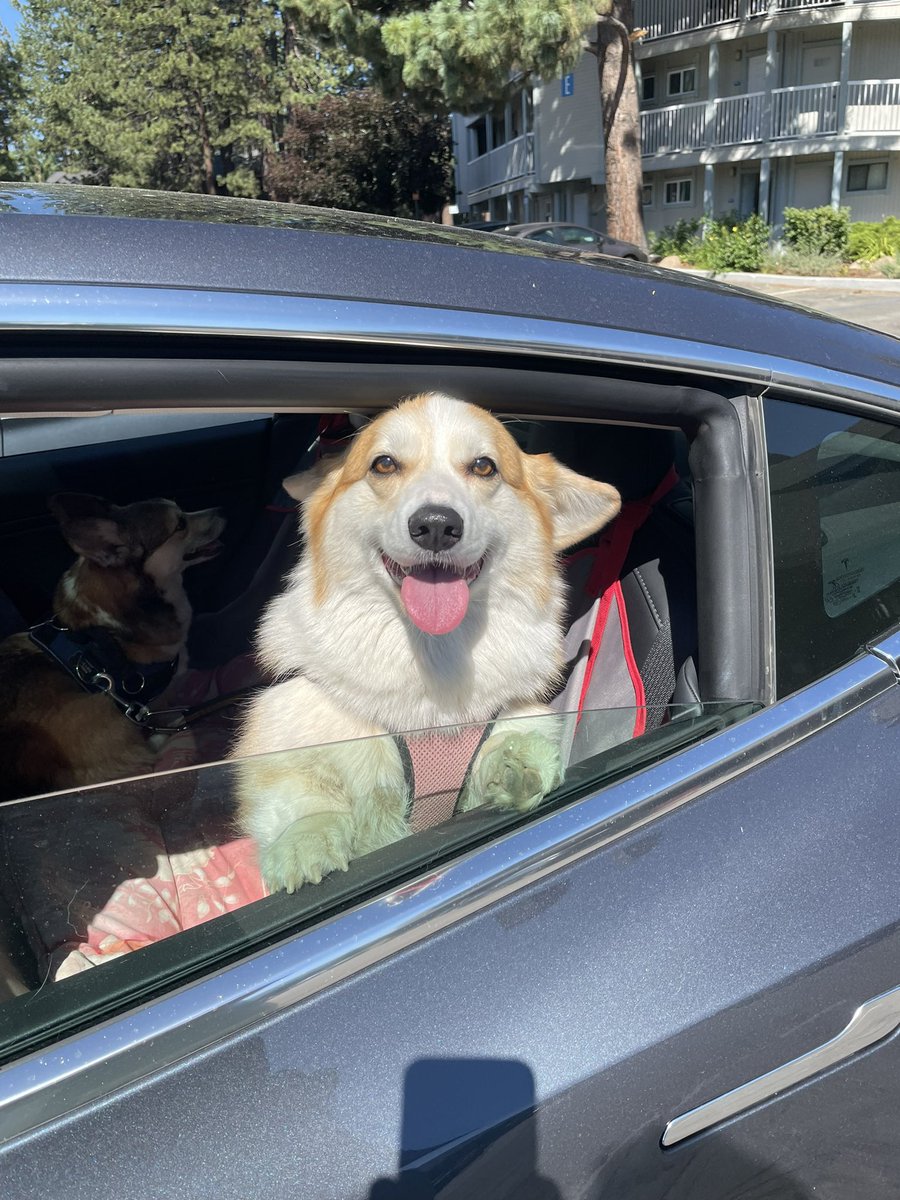 Hey, did you hear…
It’s Friday…
#CorgiCrew