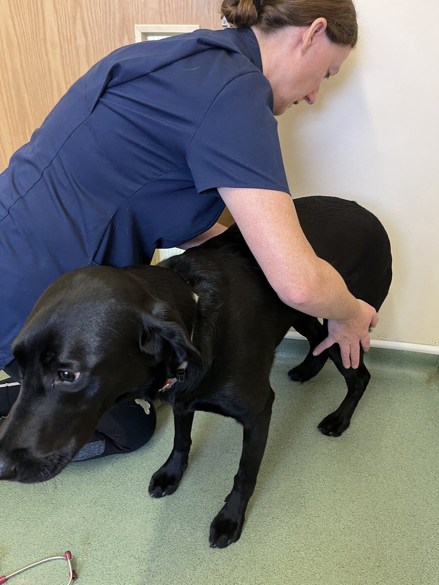 HertsFireDog's tweet photo. A busy day yesterday with 2 #FireInvestigations to attend but before that it was VIP check up time at the vets for #FIDog Loki.
#VetCheckUp #TreatTime #FussTime https://t.co/jYtUJevxYq