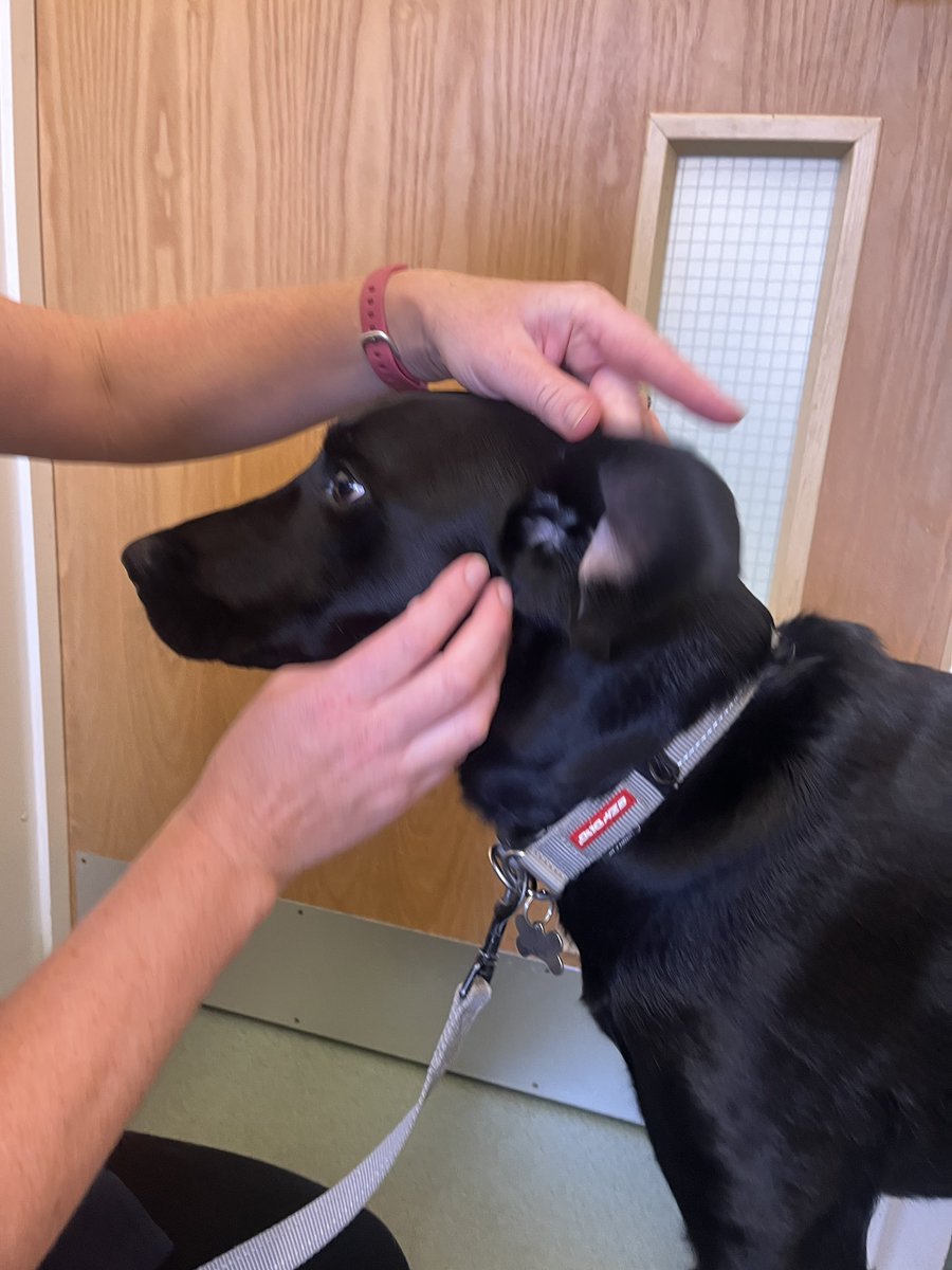HertsFireDog's tweet photo. A busy day yesterday with 2 #FireInvestigations to attend but before that it was VIP check up time at the vets for #FIDog Loki.
#VetCheckUp #TreatTime #FussTime https://t.co/jYtUJevxYq