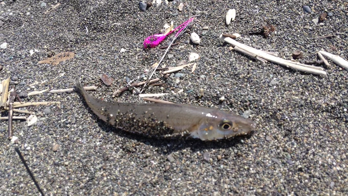 とても良いサイズのキスが釣れました 