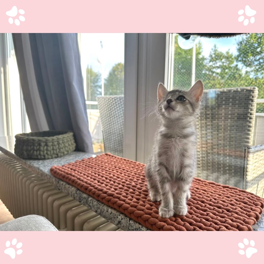 Katzerlei's tweet photo. Ein schönes Wochenende wünsch ich euch mit diesen süßen Bildern von der kleinen Emmi 🥰🐱

Körbchen ist in der Farbe Avocado 💚 und Fensterbankmatte in der Farbe Terracotta 🧡

#katze 
#kitten 
#katzenbett #häkeln https://t.co/UjP2wsEWap