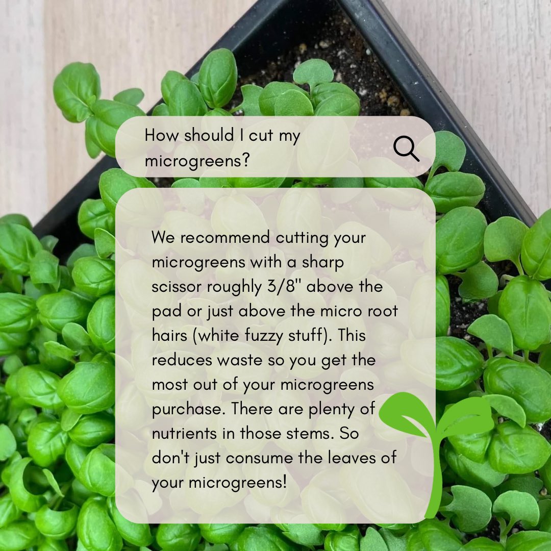 MicrogreenSpace's tweet photo. We recommend cutting your microgreens with a sharp scissor roughly 3/8" above the pad or just above the micro root hairs (white fuzzy stuff). This reduces waste so you get the most out of your microgreens purchase. There are plenty of nutrients in those stems. https://t.co/67zgyNYopZ