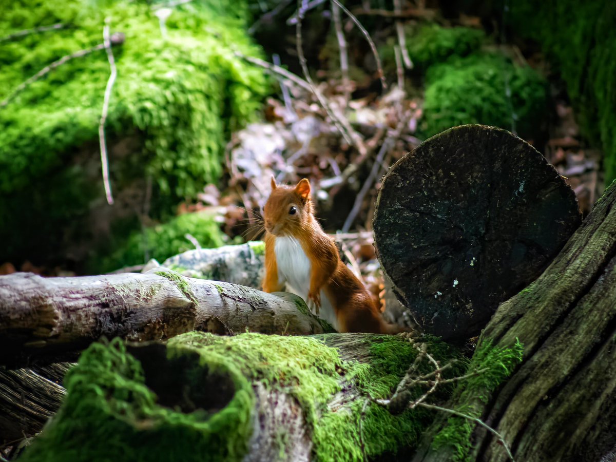 Carl Milner Design & Photography tweet media