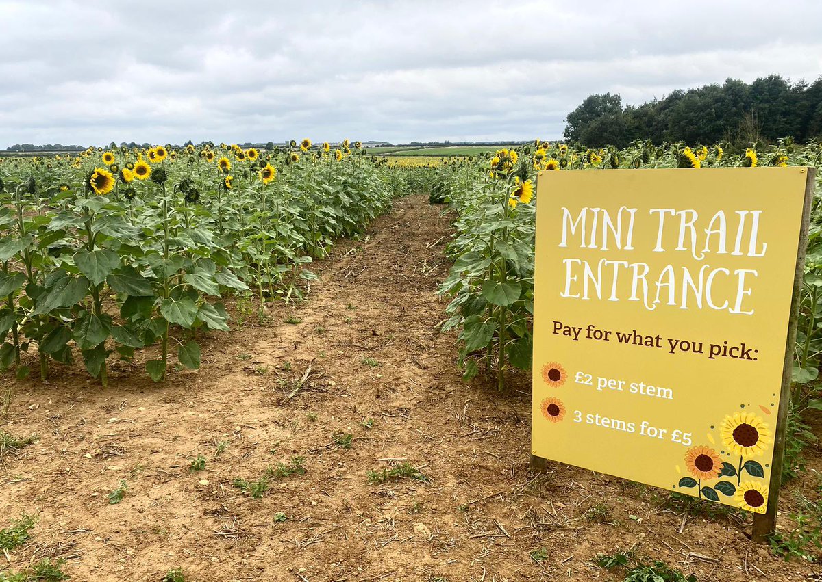 📣Our 1st ever Sunflower Festival Opens Today!
🌻Enjoy two walking trails through the sunflower field and pick your own to take home, bring your own secateurs!
⏰Open daily from 10am
ℹ️ For more information, please visit our website: unclehenrys.co.uk/fun/sunflower-…