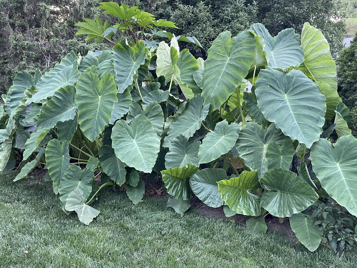 Ears in full growth.