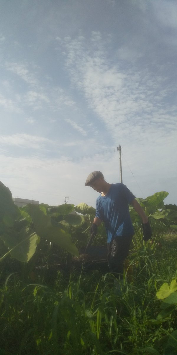 zariba3's tweet photo. 早朝より畑に鶏糞を振っています。
朝露と鶏糞でどろっどろ大魔王です(´∀｀；)ｳﾌﾌ― https://t.co/r5PBXsftmU