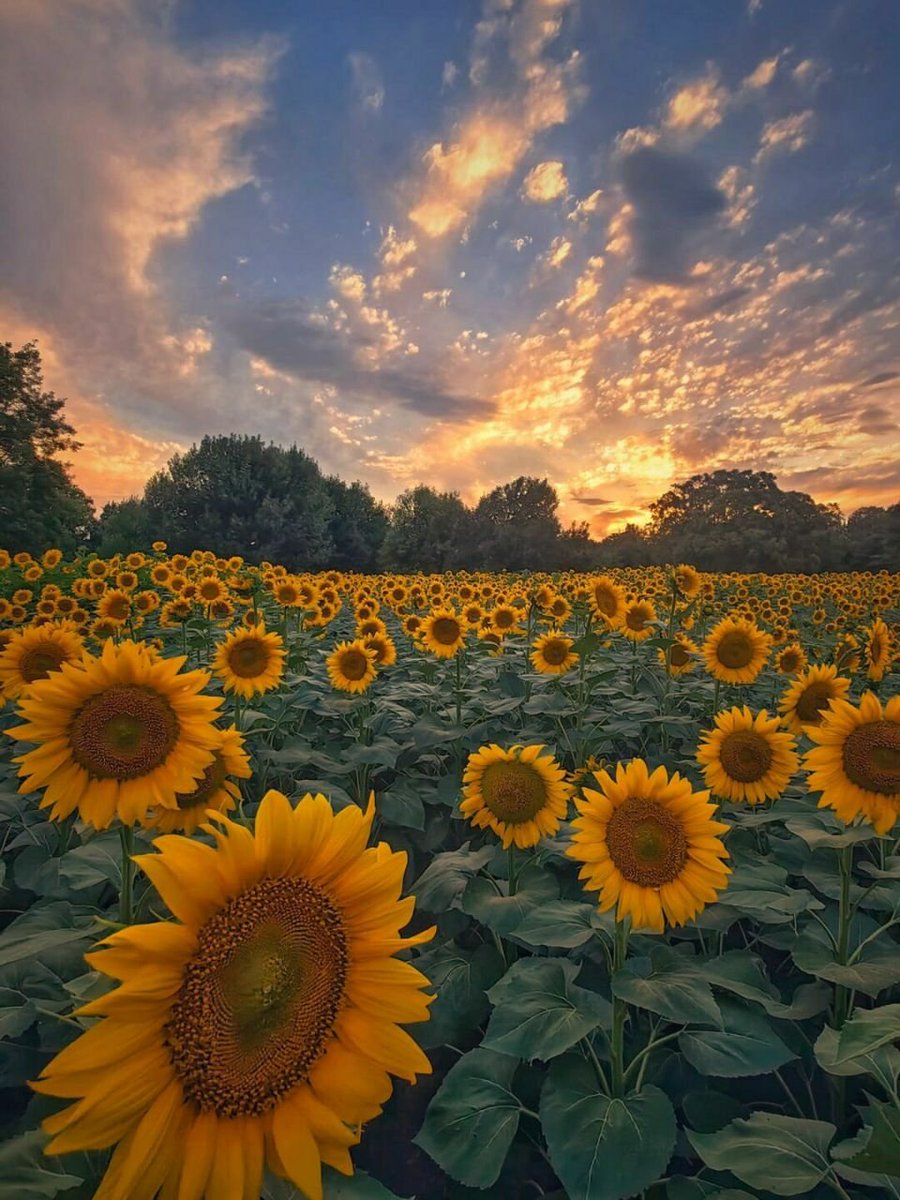 shaazazhar's tweet photo. This photo is so beautiful, when the sunflower meets the sunset, that is the most beautiful scenery. https://t.co/ck26Mo8msq