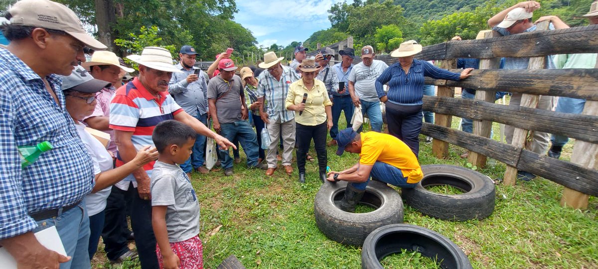 IICA_PANAMA's tweet photo. Día de Campo Sistemas Silvopastoriles, participan productores del Proyecto AGRO-INNOVA #TrabajandoJuntos @UECentroamerica @IICAnoticias https://t.co/rCmL9E5O57