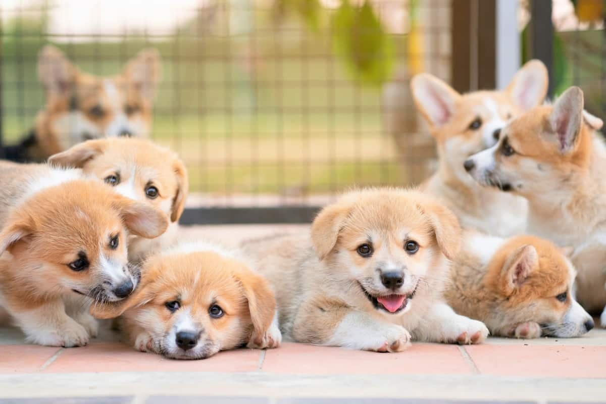 CorgiLoverClub2's tweet photo. Rate This Cuteness 10-100??
#CorgiCrew #Corgi #CorgiLover #Corgipuppies #puppylove https://t.co/lh8JKL1Zx1