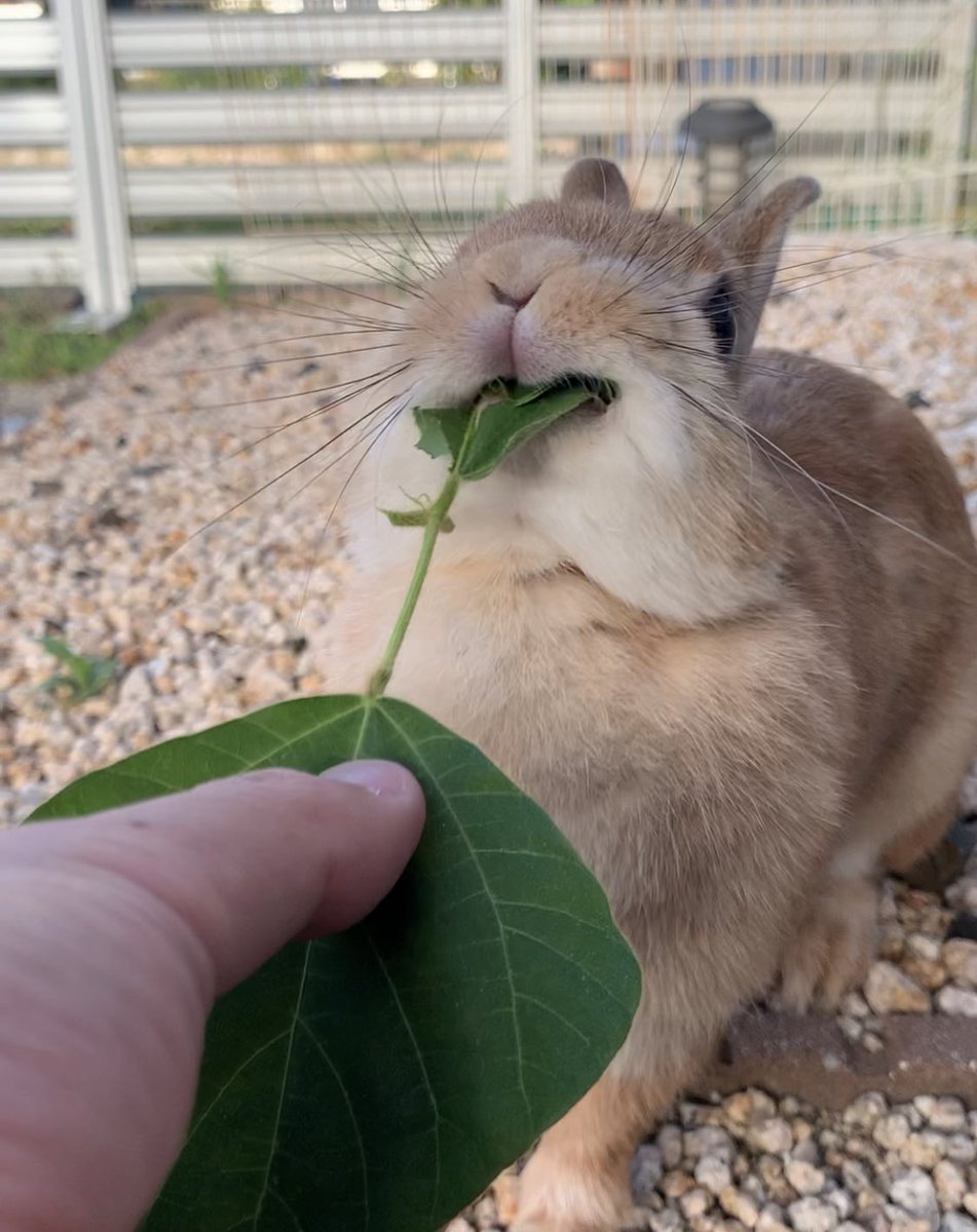 papanikki1's tweet image. 綱引き。