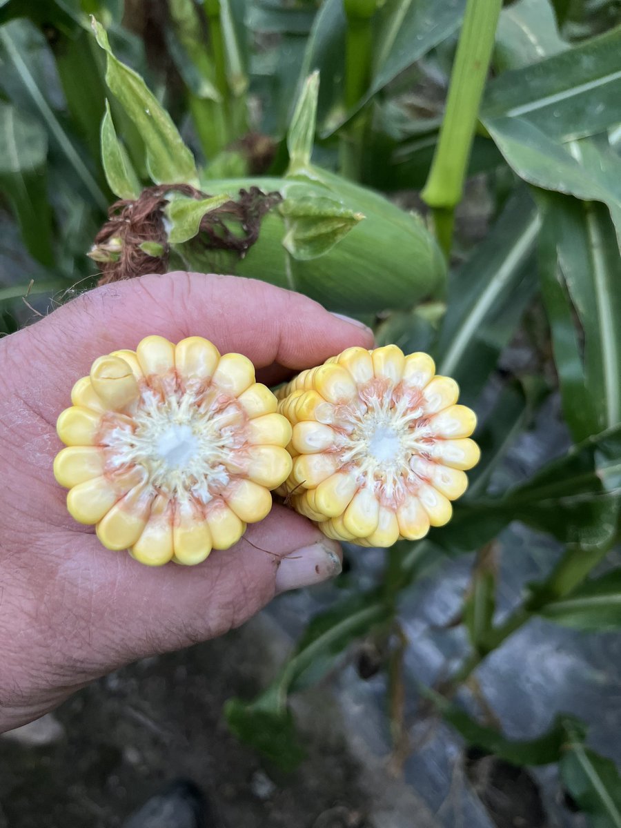 Bart Bikker tweet media