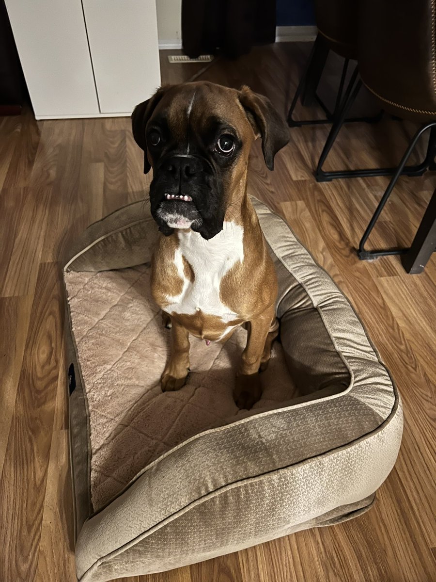 brando (daddy) tweet media