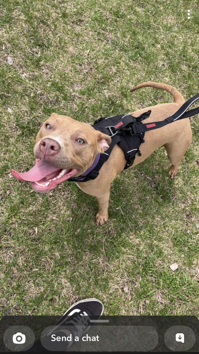 deadboyblue's tweet photo. Happy 1st BIRTHDAY to my dog! https://t.co/cHBpXUvYhv