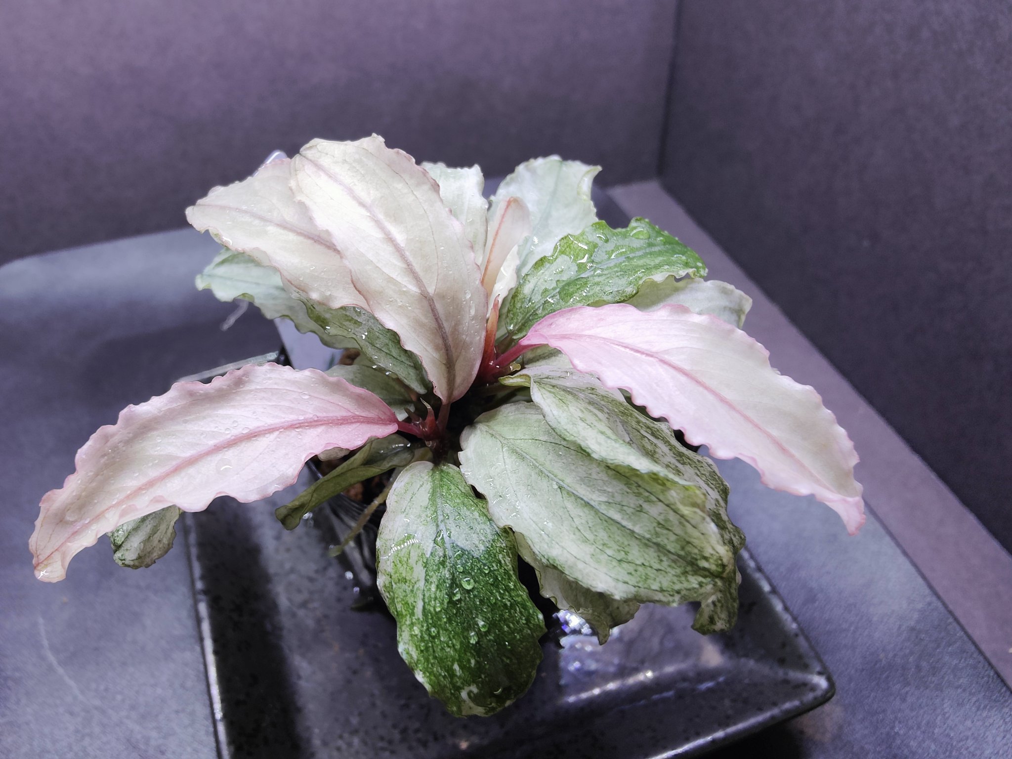 Bucephalandra sp.Pink Variegata ピンバリ