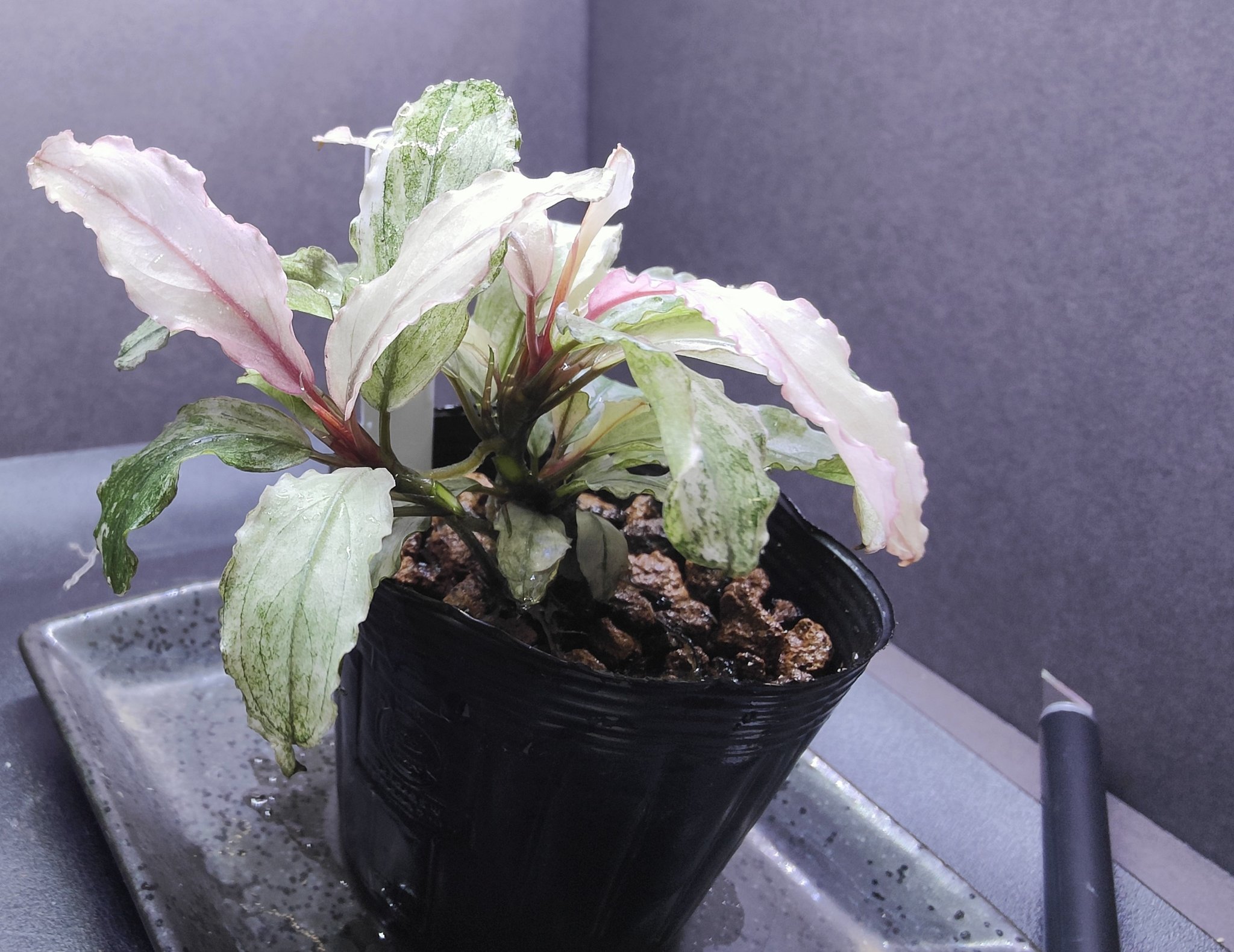 Bucephalandra sp. Pipto Variegata 新種 水上葉 Bucephalandra sp. Pipto Variegata 新種 水上葉