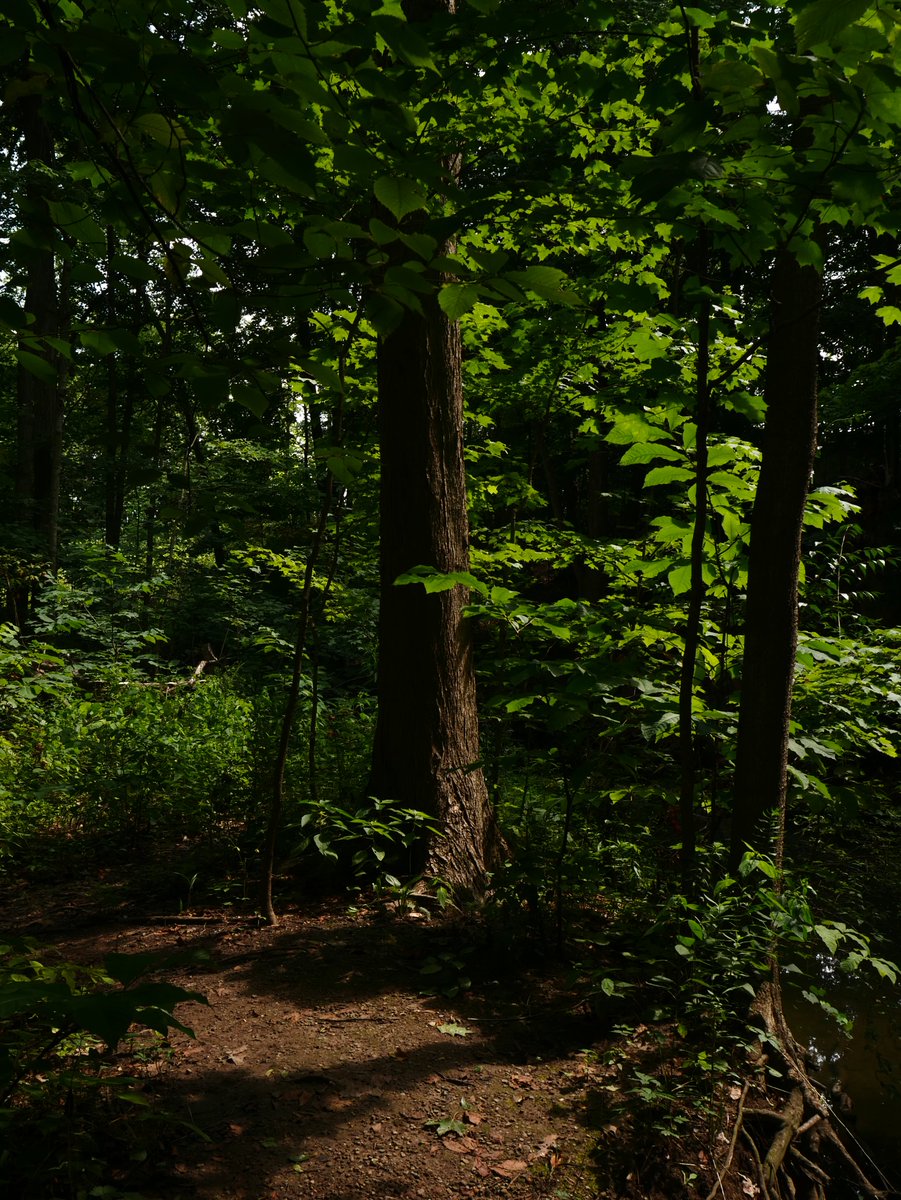 ShrunkSoup's tweet photo. Just a lil photo dump from todays walk in the park :) https://t.co/tF56GuzNOT