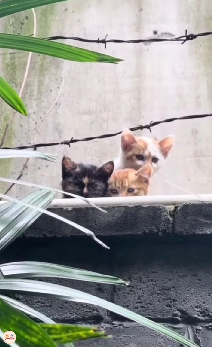 kochengfs's tweet photo. kcg! serem amat dipantau 3 tetangga julid, rumah kalean juga gitu ga? https://t.co/T1AGwIhuBe