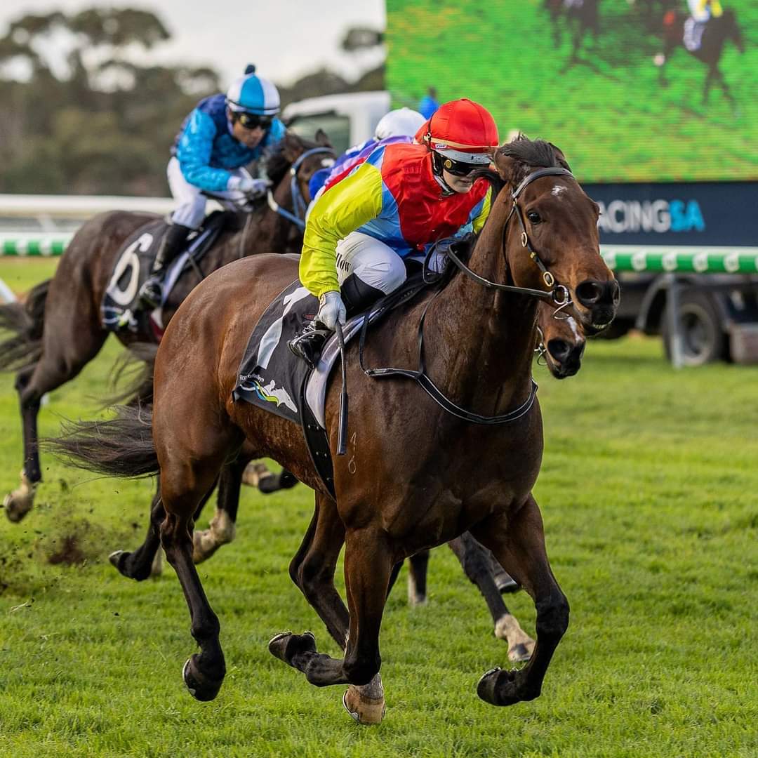 Jessica50159808's tweet photo. Getting this fella from a VERY boisterous and excitable racehorse to the horse he is now within a year, truly is the most rewarding feeling. Hard work, patience, blood, sweat and tears are starting to pay off 👏🐎  #otttb #sittingbull #racingsa #thoroughbred #lovethehorse https://t.co/bzwNMX53Zi