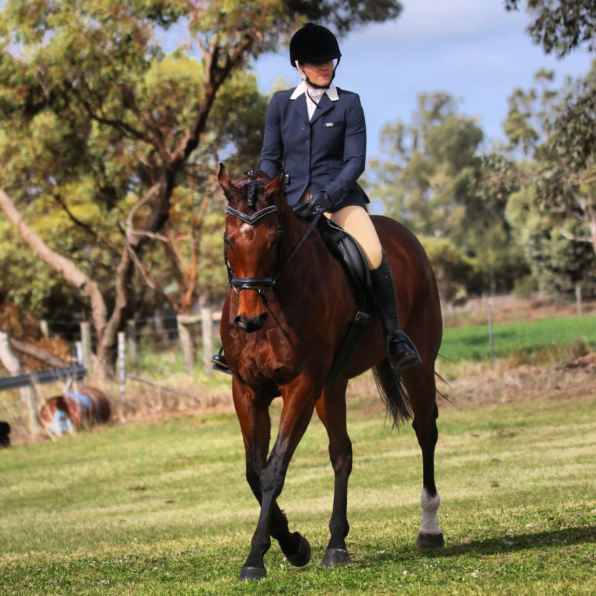 Jessica50159808's tweet photo. Getting this fella from a VERY boisterous and excitable racehorse to the horse he is now within a year, truly is the most rewarding feeling. Hard work, patience, blood, sweat and tears are starting to pay off 👏🐎  #otttb #sittingbull #racingsa #thoroughbred #lovethehorse https://t.co/bzwNMX53Zi