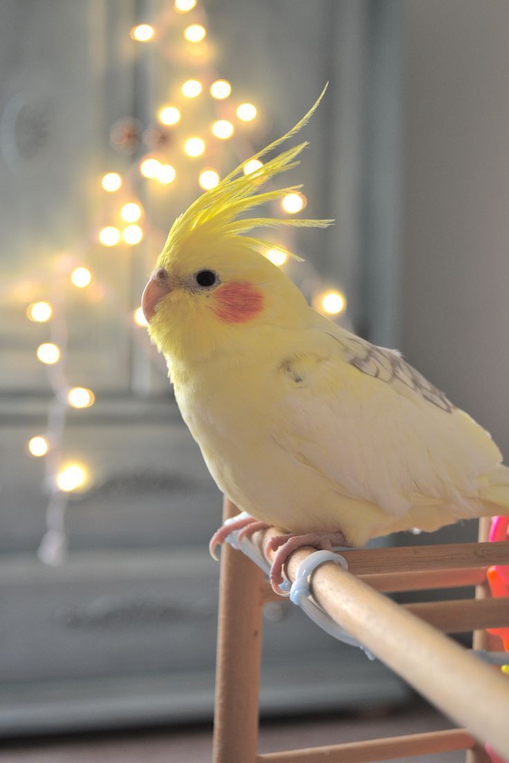 Cockatiel Lovers (@cockatielgroup) on Twitter photo 