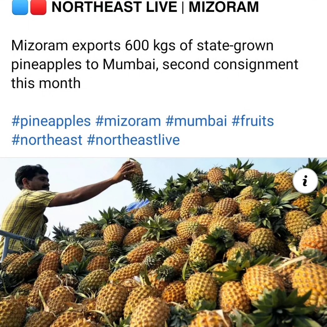 CloverPvt's tweet photo. Once again, on popular demand,   these chemical-free pineapples are on their way, from Khawzawl district in Mizoram, to  Mumbai! Cultivated with love &amp; care by the farmers of Tuichangral FPC. 
Supported by #NERAMAC #MOVCDNER #missionorganicmizoram #CloverOrganic #cmomizoram https://t.co/IfOUEX4Ldv